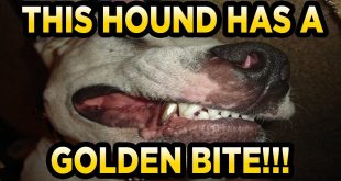GoldHoundProspecting (Facebook) 2lb Unsearched Cons Bag