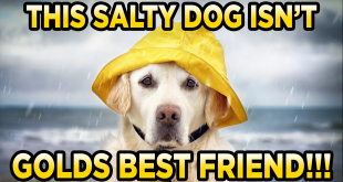 SaltyDogGemMine.com Quart Cons Bag Gold Paydirt Review #284