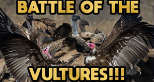 Gold Paydirt Battle - The Vulture Face Off